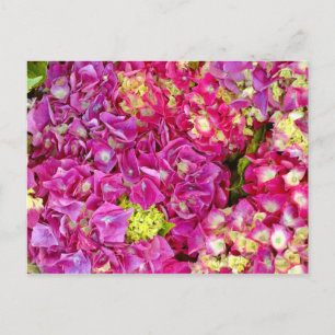 Hydrangeas Postcard