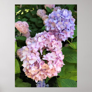 Hydrangeas Poster