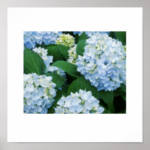 Hydrangeas Poster