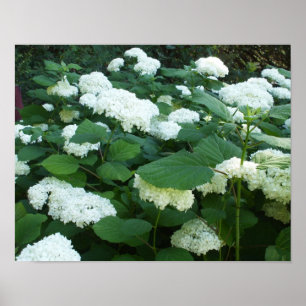 Hydrangeas-Snowball Bush and Leaves Poster
