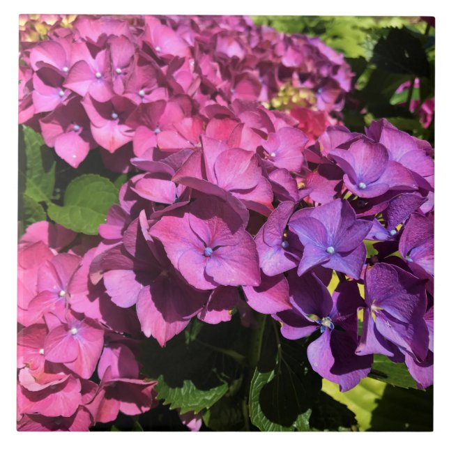 Hydrangeas Tile (Front)