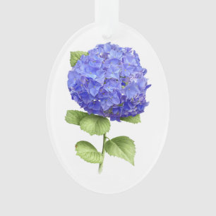 Hydrangée bleue