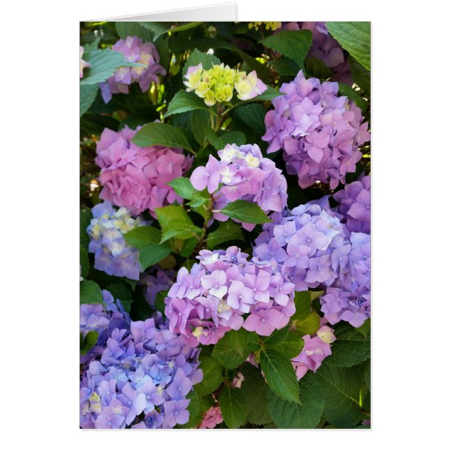 hydrangée colorée (Devant)