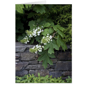 Hydrangée en feuilles de chêne et mur de pierre