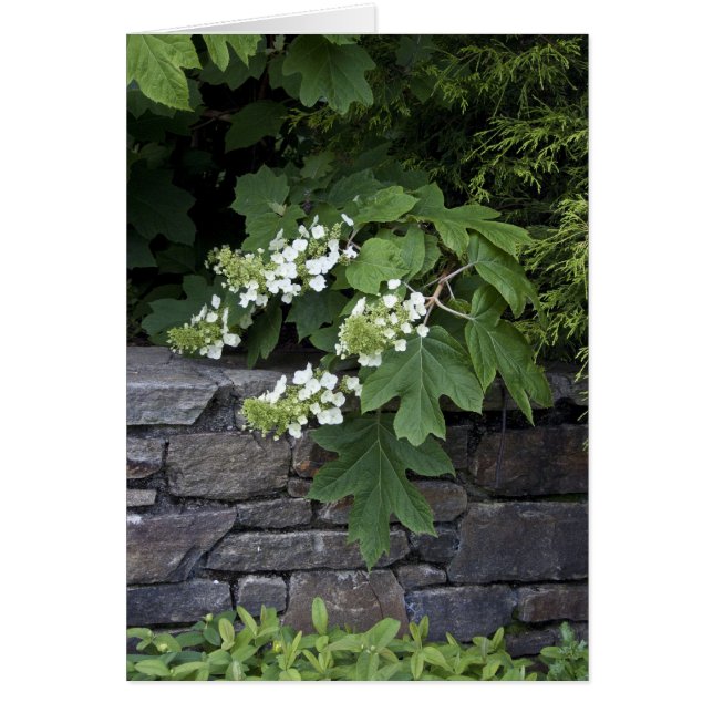 Hydrangée en feuilles de chêne et mur de pierre (Devant)