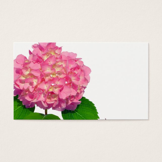 Hydrangée rose rose fleur rose (Devant)