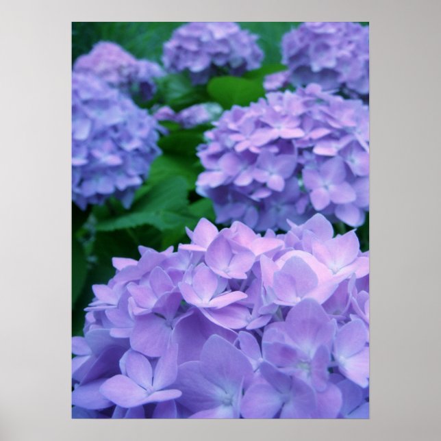 Hydrangées {violet} | Poster (Devant)