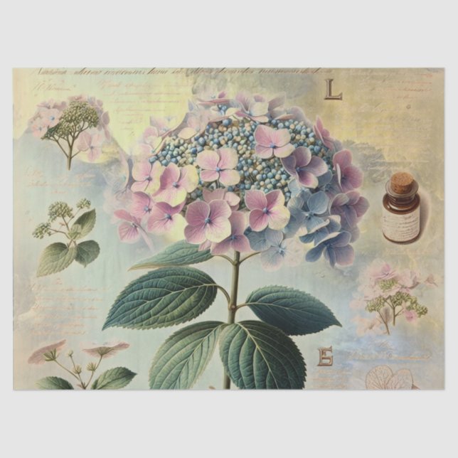 Hydrangia  tissue paper (Front)