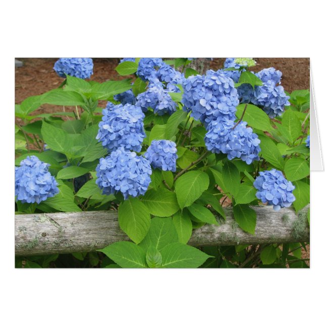 Hydrangias (Front Horizontal)