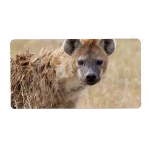 Hyena