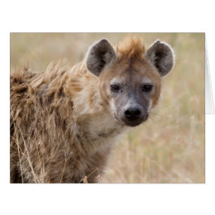 Hyena