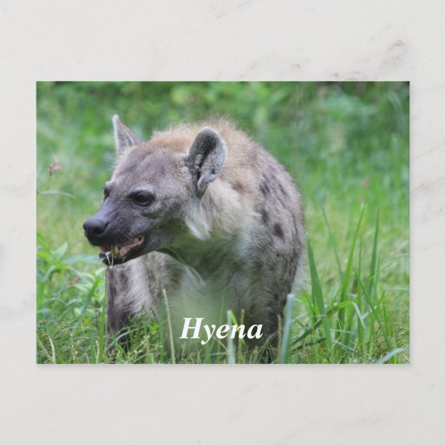 Hyena in Grass Postcard (Front)