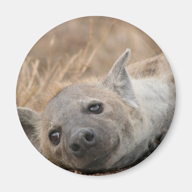 Hyena Picture Magnet (Front)