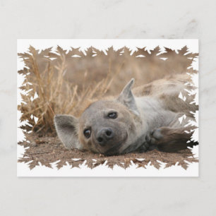 Hyena Picture Postcard