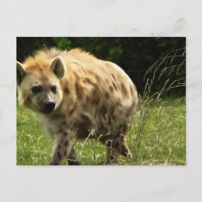 Hyena Postcard (Front)