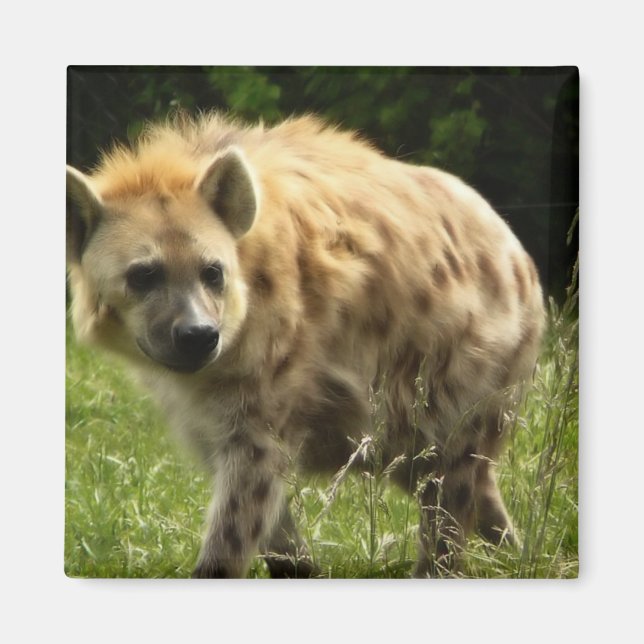 Hyena Square Magnet (Front)