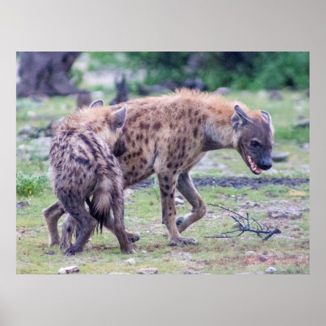 Hyena Wildlife of Africa Poster (Front)