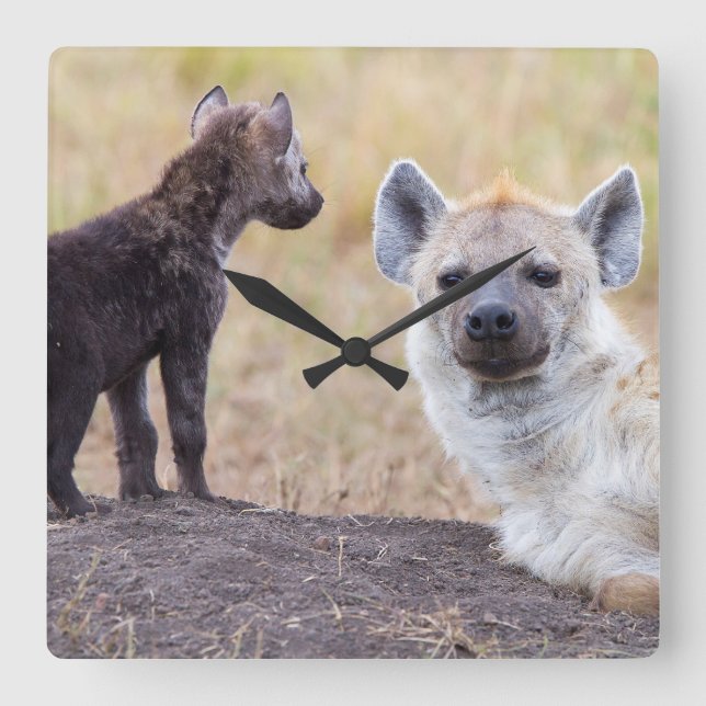 Hyena with young one square wall clock (Front)