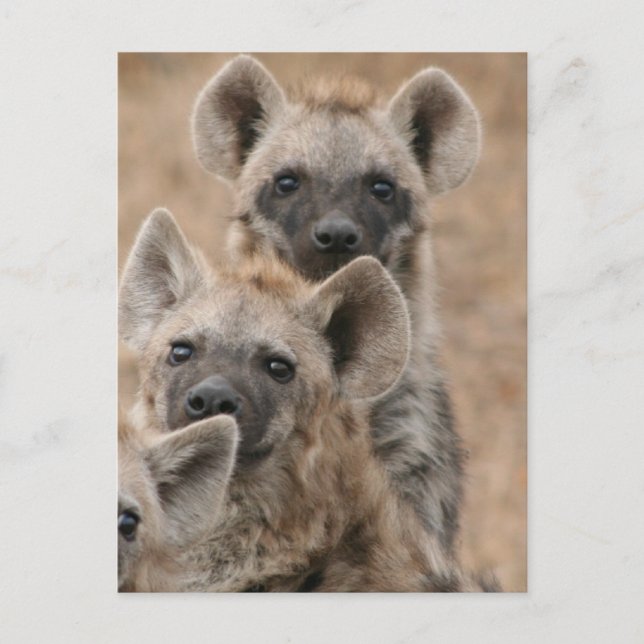 Hyenas Postcard (Front)