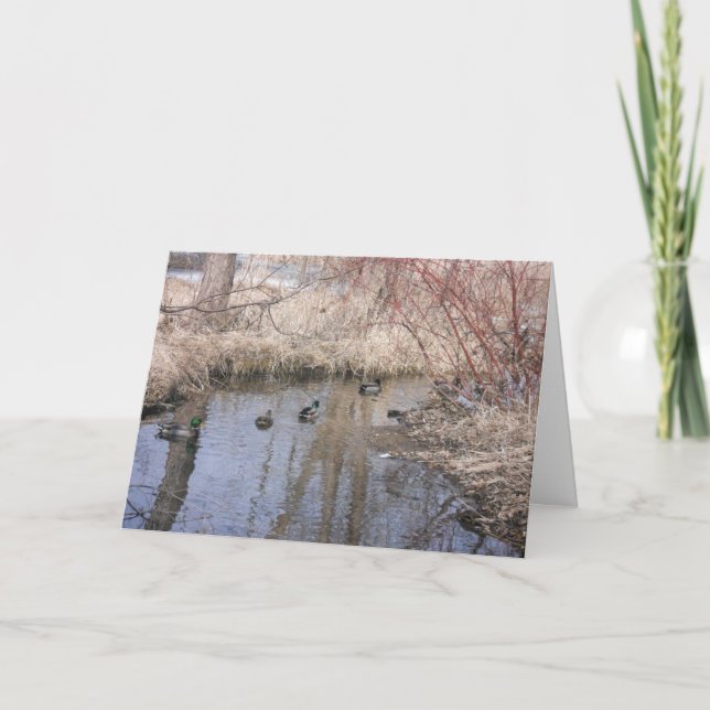 "Hyland Lake Ducks #3" Thank You Card (Front)