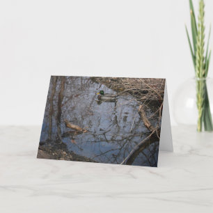 "Hyland Lake Mallard #2" Thank You Card