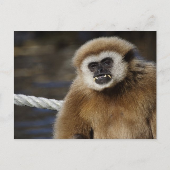 Hylobates lar postcard (Front)