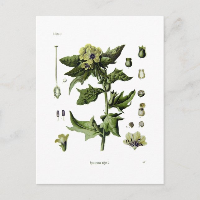 Hyoscyamus niger (Black Henbane) Postcard (Front)