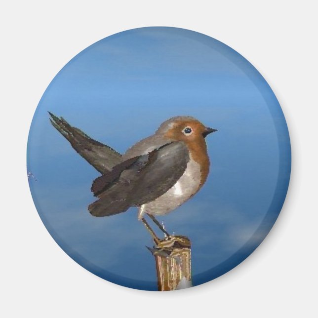 HYPER BIRDS / ROBIN RED BREAST MAGNET (Front)