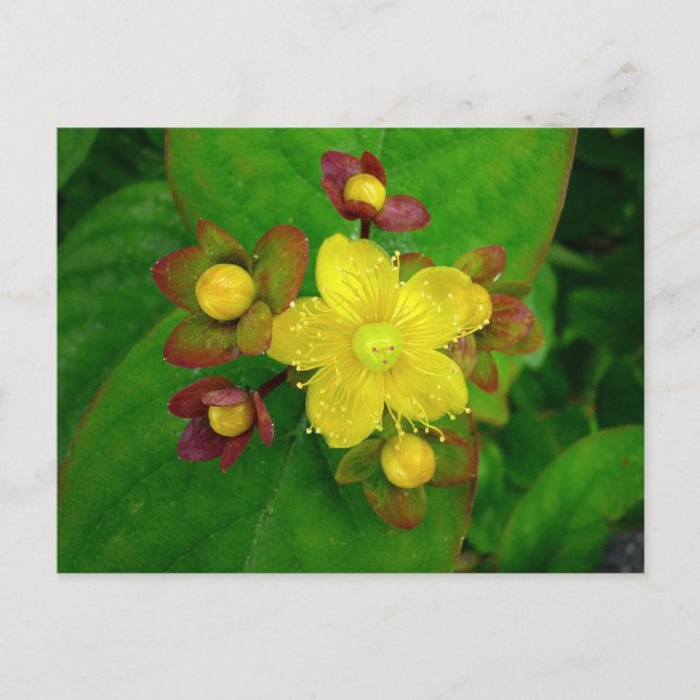 Hypericum Androsaemon 01 Postcard (Front)