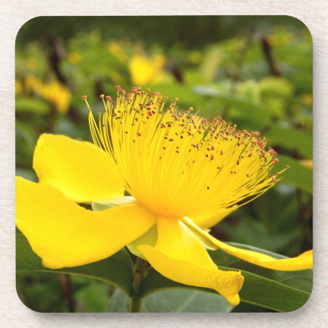 Hypericum Calcyinum Hard Plastic Coasters (Front)