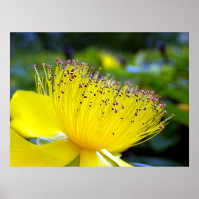 Hypericum Calcyinum Poster (Front)