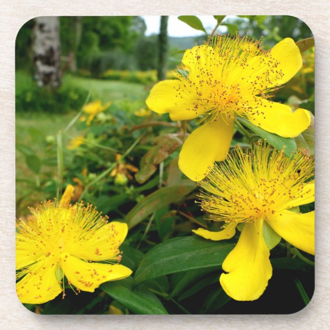 Hypericum calycinum coaster (Front)