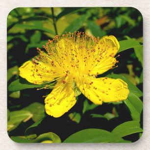 Hypericum calycinum coaster
