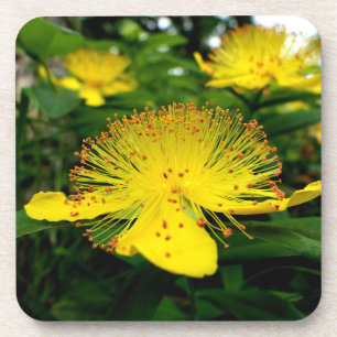 Hypericum calycinum coaster