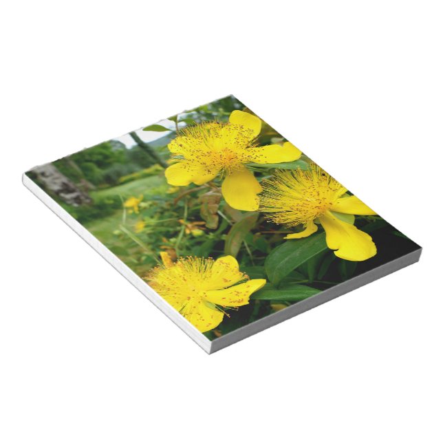 Hypericum calycinum notepad (Angled)