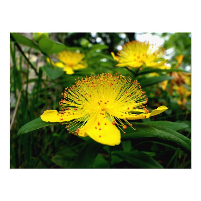 Hypericum calycinum photo print (Front)