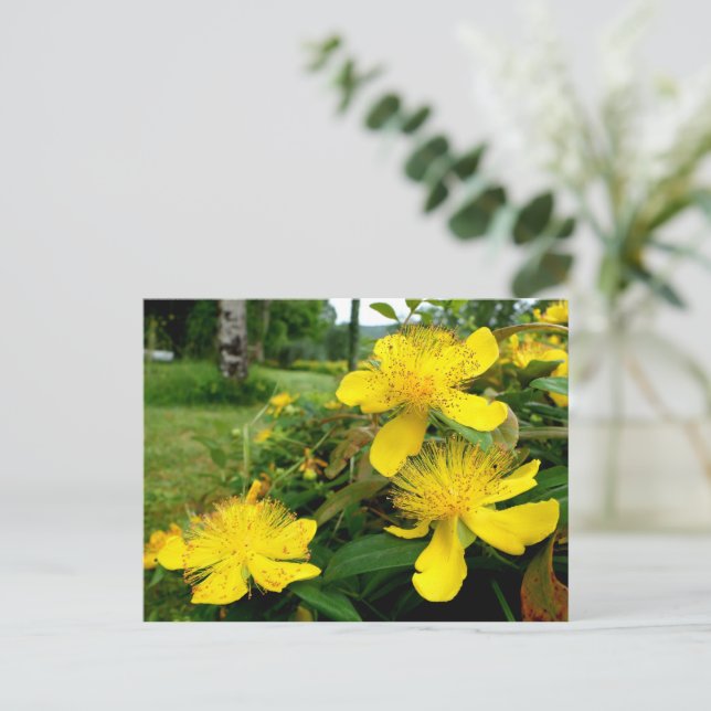 Hypericum calycinum postcard (Standing Front)