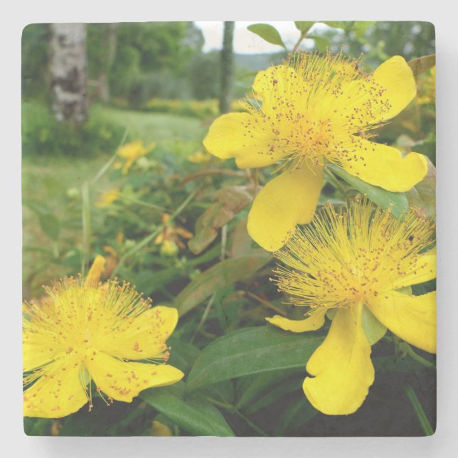 Hypericum calycinum stone coaster (Front)