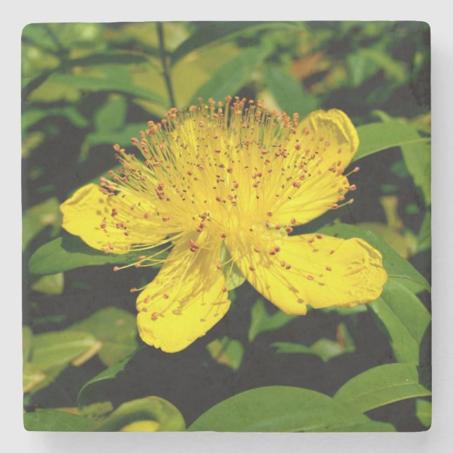 Hypericum calycinum stone coaster (Front)