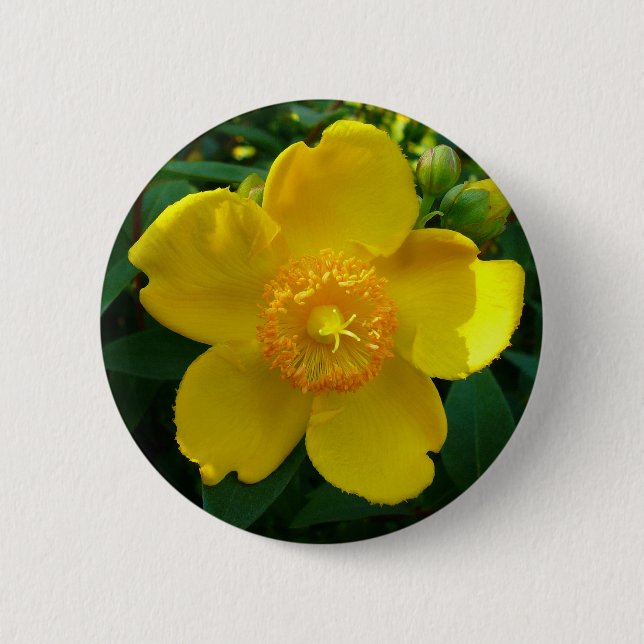 Hypericum Hidcote (St. John's Wort) 2 Inch Round Button (Front)