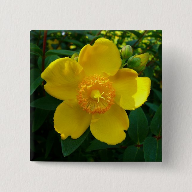 Hypericum Hidcote (St. John's Wort) 2 Inch Square Button (Front)