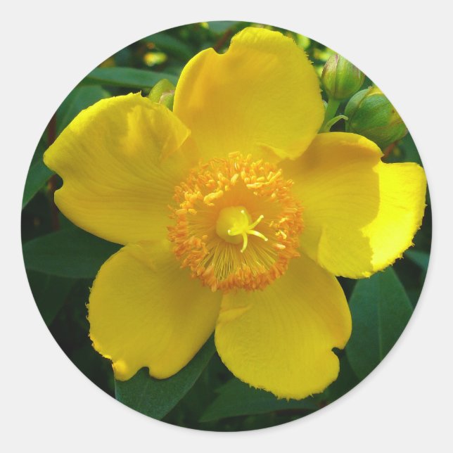 Hypericum Hidcote (St. John's Wort) Classic Round Sticker (Front)