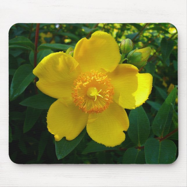 Hypericum Hidcote (St. John's Wort) Mouse Pad (Front)