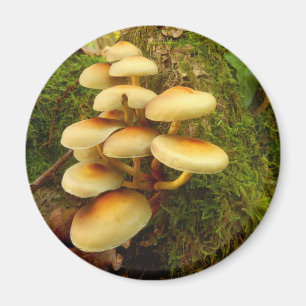 Hypholoma fasciculare Magnet de champignons