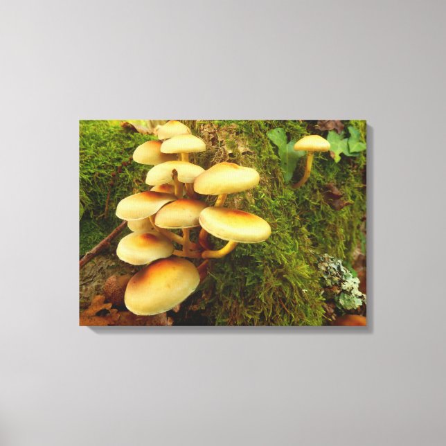 Hypholoma fasciculare Mushroom Canvas Print (Front)