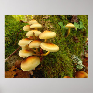 Hypholoma fasciculare Mushroom Poster