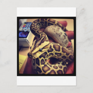 Hypo baby burmese python photo design. postcard