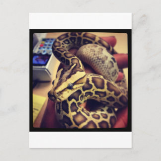 Hypo baby burmese python photo design. postcard