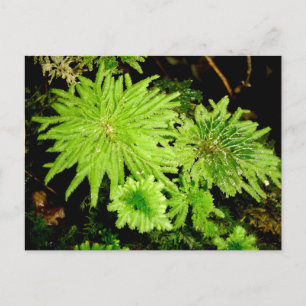 Hypopterygium arbuscula (Frogs' Umbrella Moss) Postcard