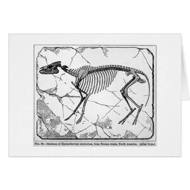 Hyracotherium venticolum art card (Front Horizontal)